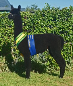 559860_123989254449893_1025005849_n