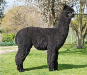 Warramunga Downs Nadahl