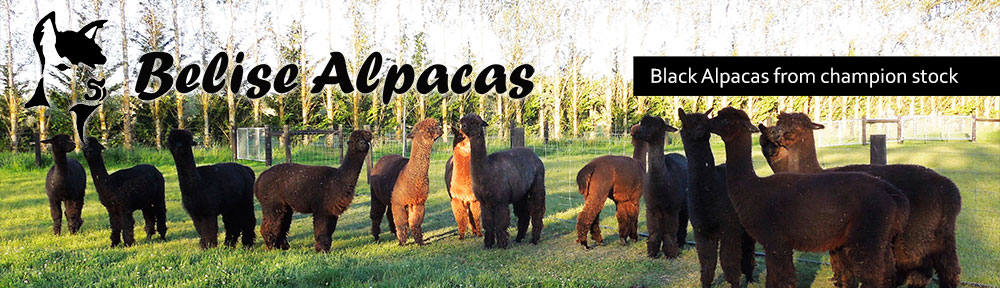 Belise Alpaca